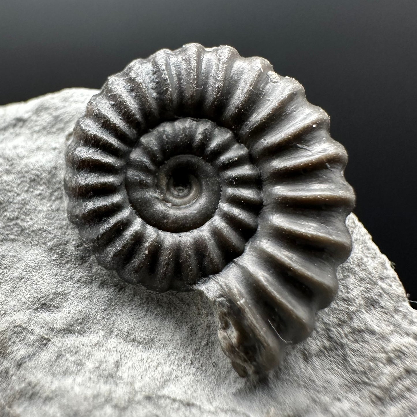 Promicroceras ammonite shell fossil with box and stand - Whitby, North Yorkshire Jurassic Coast Yorkshire Fossils