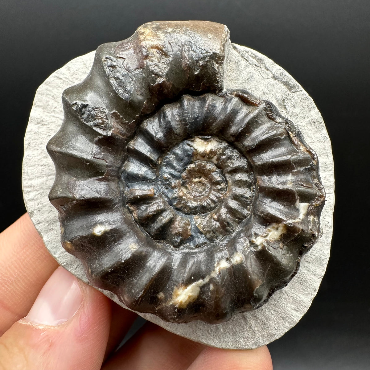 Androgynoceras maculatum ammonite fossil with box and stand - Whitby, North Yorkshire Jurassic Coast Yorkshire Fossils