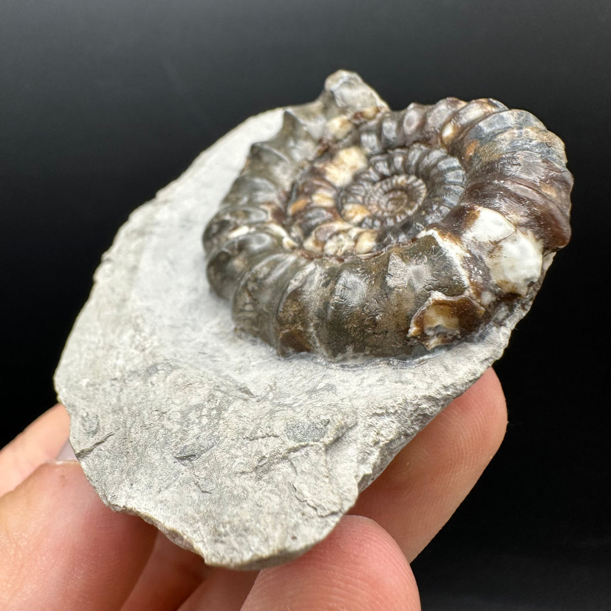 Androgynoceras maculatum ammonite fossil with box and stand - Whitby, North Yorkshire Jurassic Coast Yorkshire Fossils