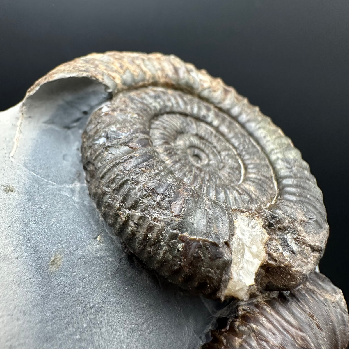 Dactylioceras Ammonite Fossil With Stand - Whitby, North Yorkshire Jurassic Coast Yorkshire Fossils