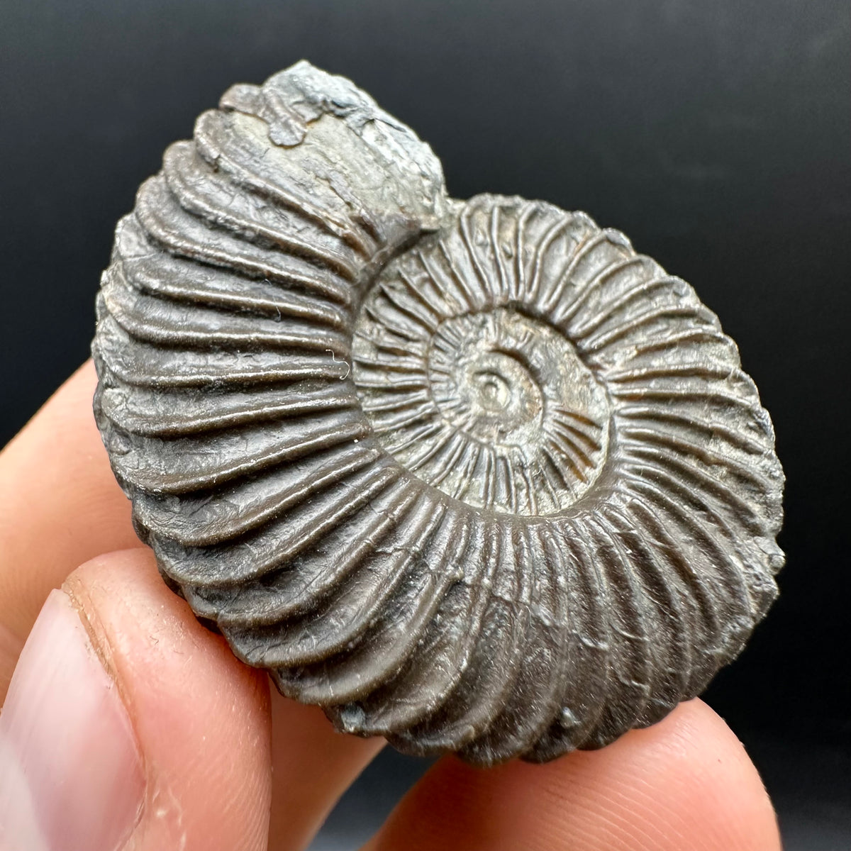 Schlothemia sp. ammonite fossil with box and stand - Whitby, North Yorkshire Jurassic Coast, Yorkshire fossils
