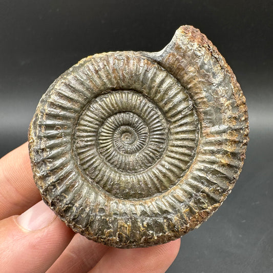 Dactylioceras Ammonite Fossil With box and Stand - Whitby, North Yorkshire Jurassic Coast Yorkshire Fossils