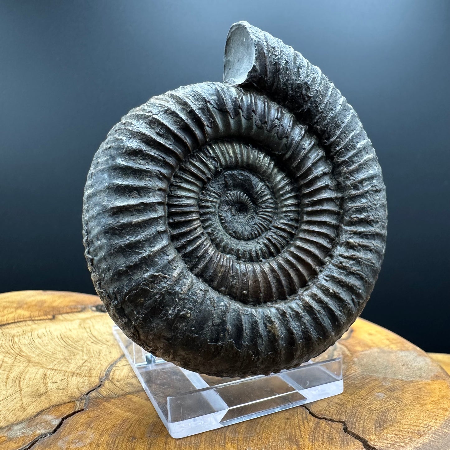 Dactylioceras Ammonite Fossil With box and Stand - Whitby, North Yorkshire Jurassic Coast Yorkshire Fossils