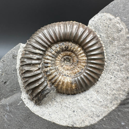 Gracile Multi-block Ammonite Fossil With Box And Stand - Whitby, North Yorkshire Jurassic Coast Yorkshire Fossils