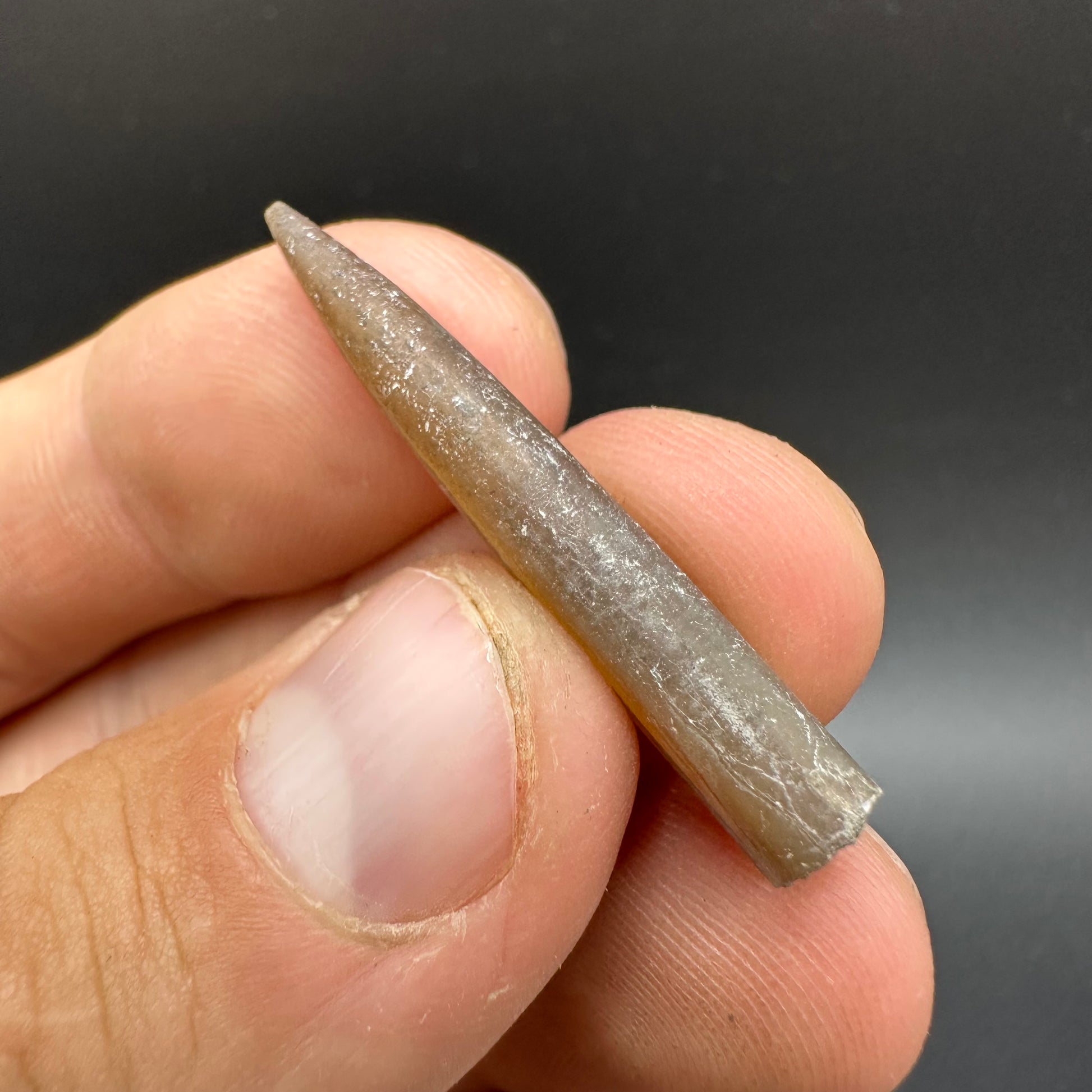 Belemnite (Fossil Squid) shell fossil - Whitby, North Yorkshire Jurass ...
