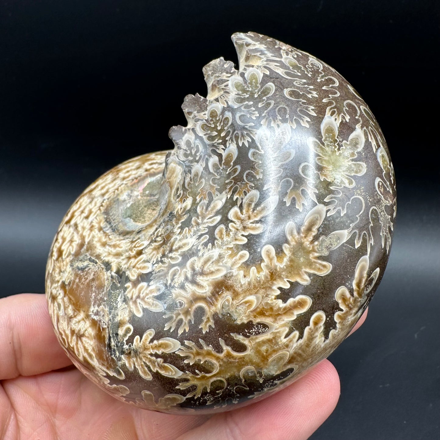 Phylloceras Ammonite Fossil With Box And Stand - Cretaceous Ammonite Madagascar