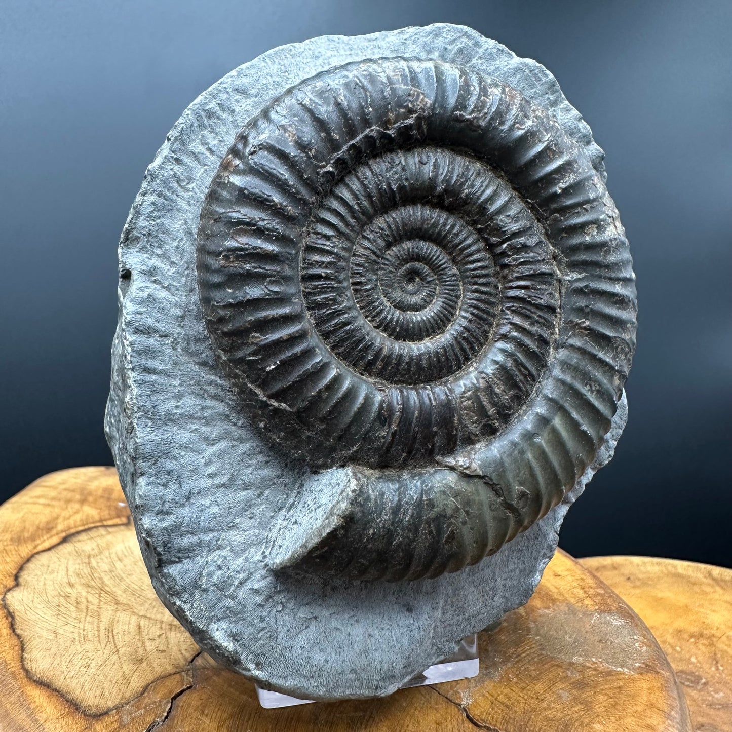 Dactylioceras Ammonite Fossil With box and Stand - Whitby, North Yorkshire Jurassic Coast Yorkshire Fossils