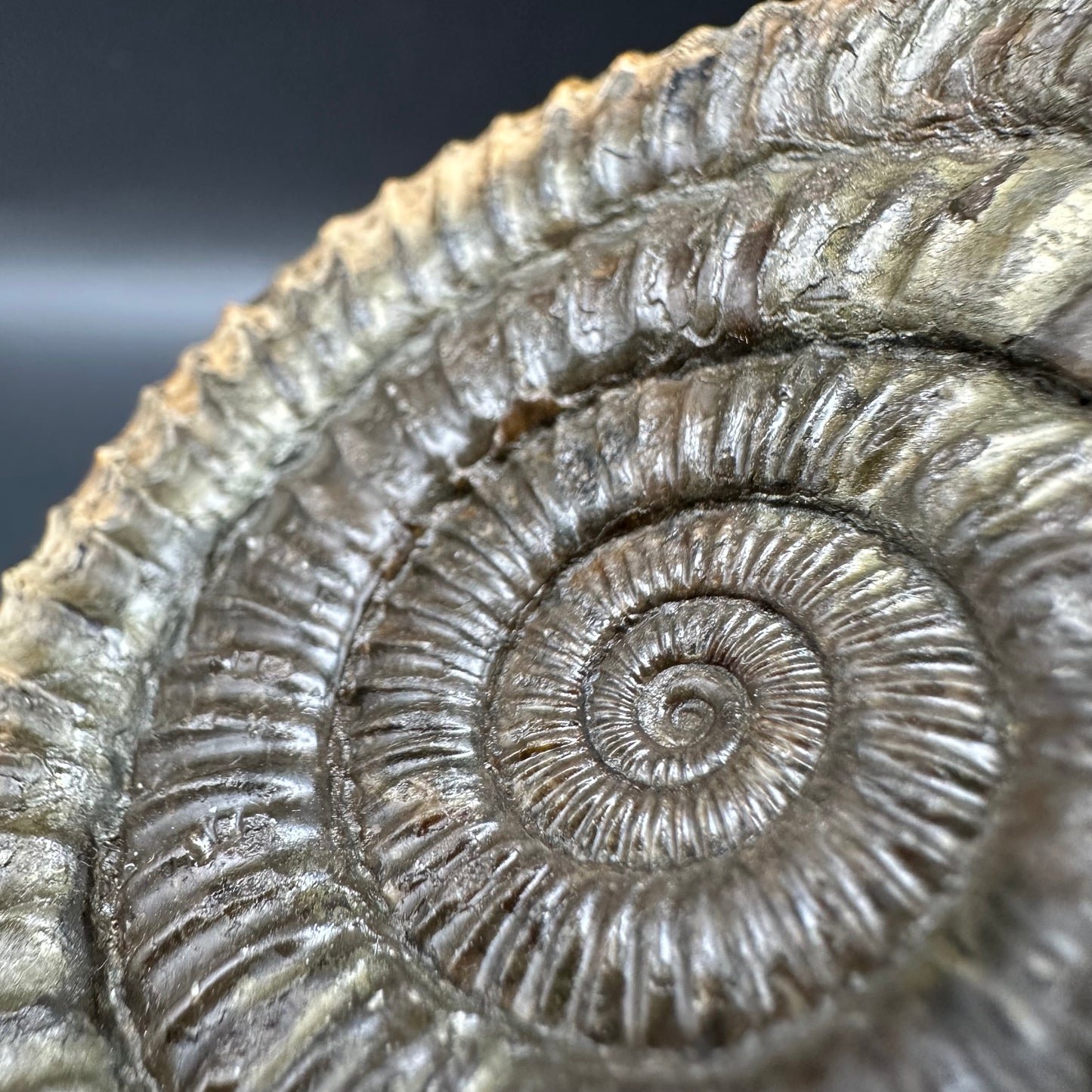 Dactylioceras Ammonite Fossil With Box And Stand - Whitby, North Yorkshire Jurassic Coast Yorkshire Fossils