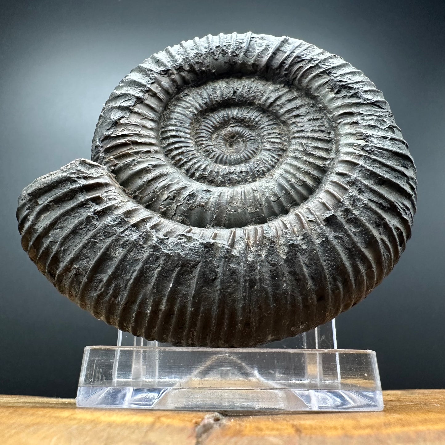 Dactylioceras Ammonite Fossil With box and Stand - Whitby, North Yorkshire Jurassic Coast Yorkshire Fossils
