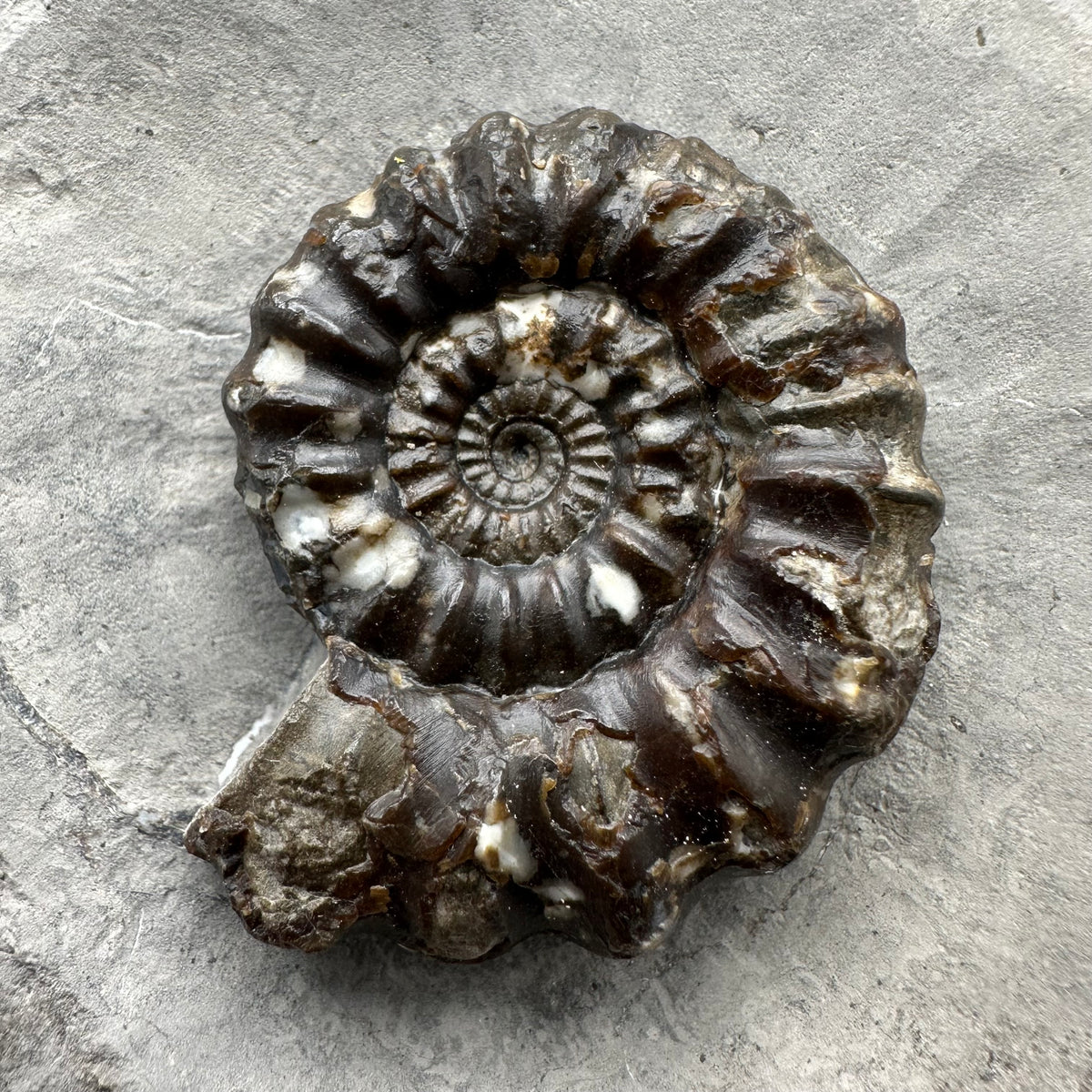 Androgynoceras maculatum ammonite fossil with stand - Whitby, North Yorkshire Jurassic Coast Yorkshire Fossils
