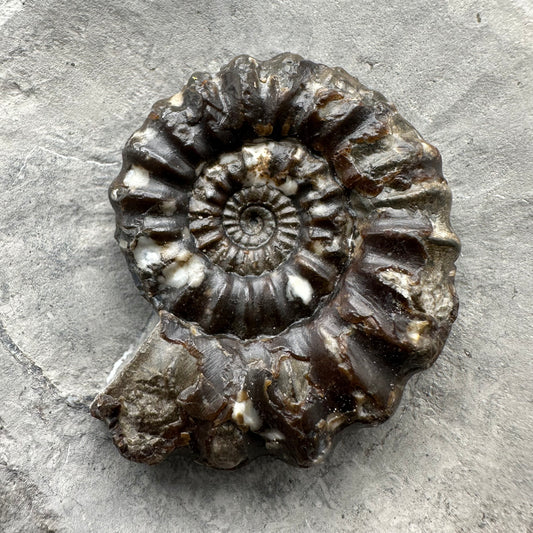 Androgynoceras maculatum ammonite fossil with stand - Whitby, North Yorkshire Jurassic Coast Yorkshire Fossils