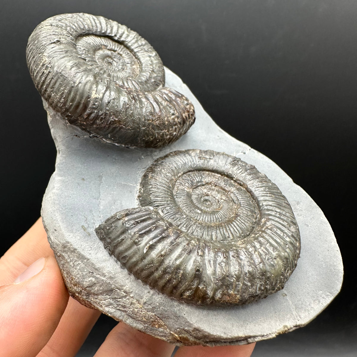Peronoceras fibulatum Ammonite fossil with box and stand - Whitby, North Yorkshire Jurassic Coast Yorkshire Fossils