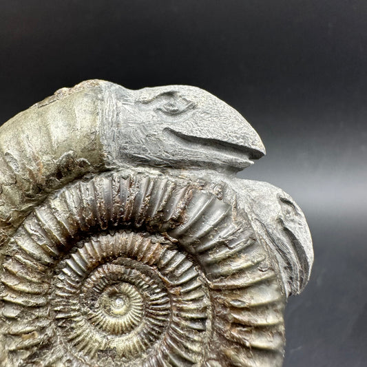 Hydra Snakestone Ammonite Fossil With Bag/Box And Stand - Whitby, North Yorkshire Jurassic Coast Yorkshire Fossils