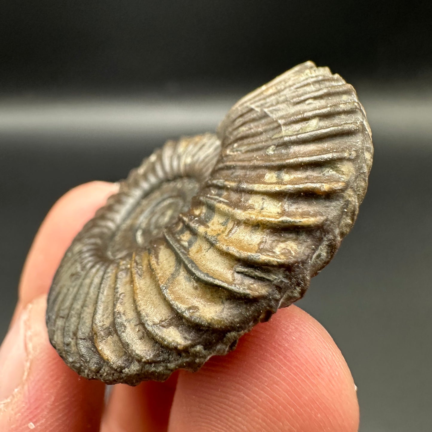 Schlothemia sp. ammonite fossil with box and stand - Whitby, North Yorkshire Jurassic Coast, Yorkshire fossils