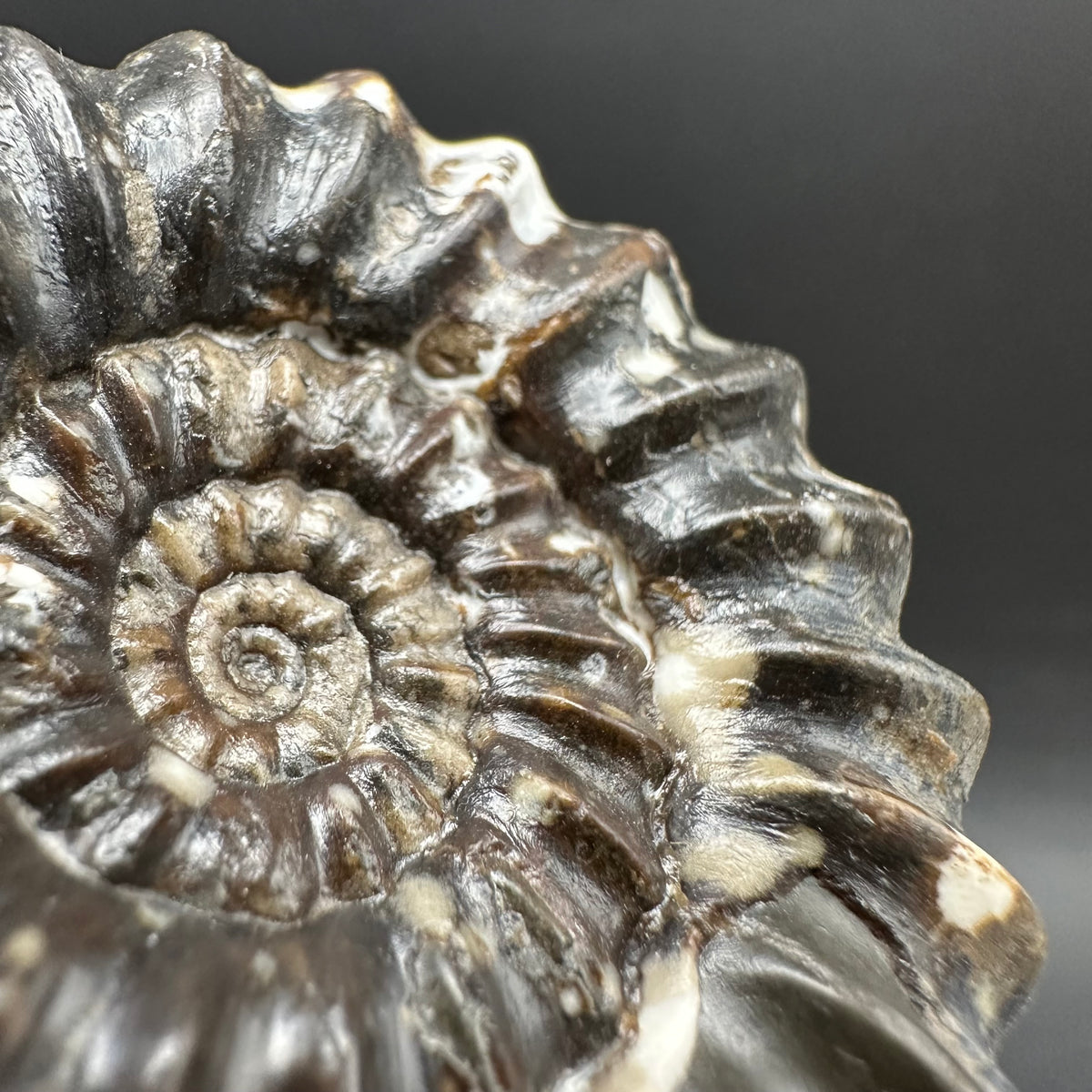 Androgynoceras maculatum ammonite fossil with box and stand - Whitby, North Yorkshire Jurassic Coast Yorkshire Fossils