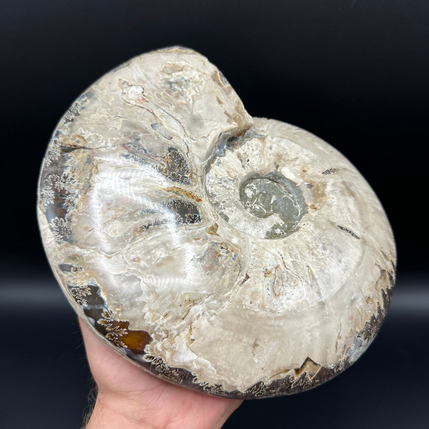 Cleoniceras Ammonite Fossil With Stand - Cretaceous Ammonite Madagascar