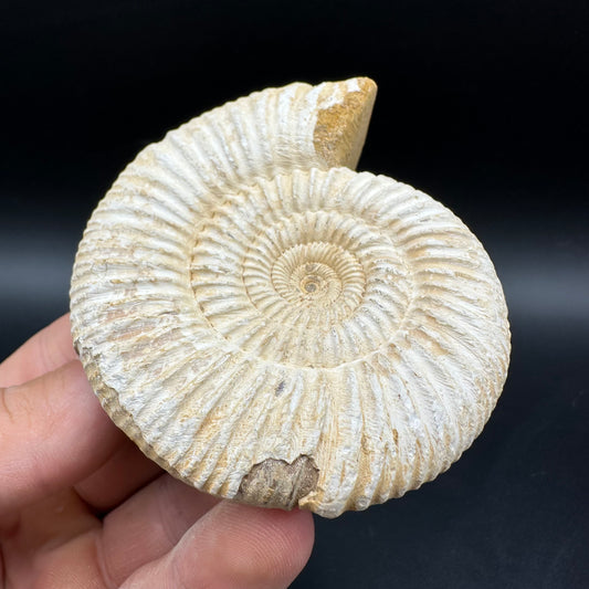 Dichotomosphinctes Ammonite Fossil With Box And Stand - Middle Jurassic Ammonite Madagascar