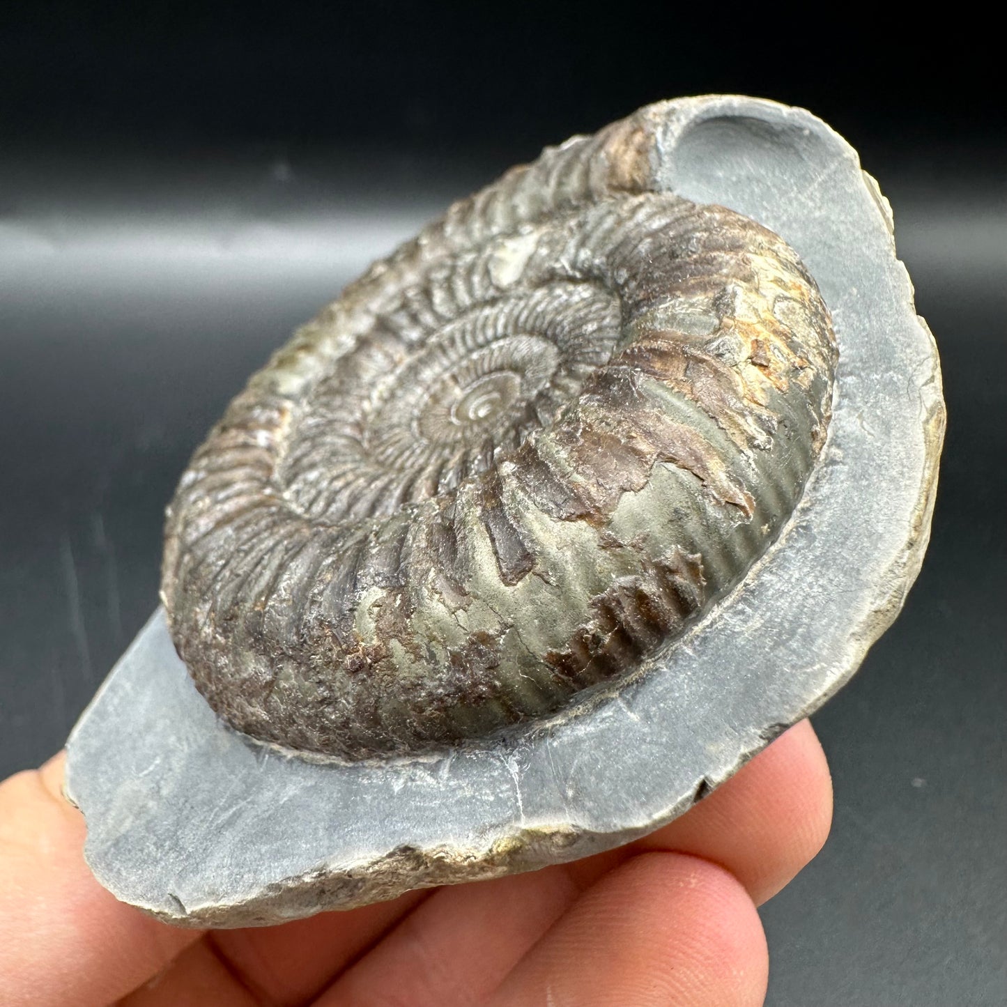 Dactylioceras Ammonite Fossil With Box And Stand - Whitby, North Yorkshire Jurassic Coast Yorkshire Fossils