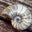 Yorkshire Fossils logo