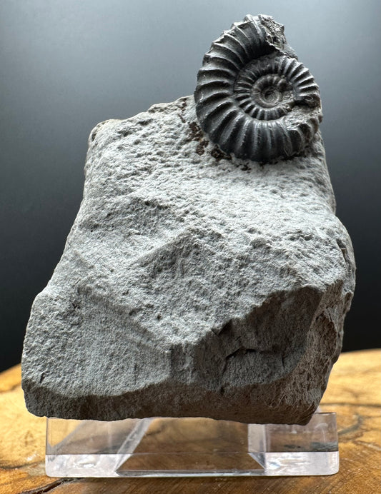 Promicroceras Ammonite shell fossil with box and stand - Whitby, North Yorkshire Jurassic Coast Yorkshire Fossils