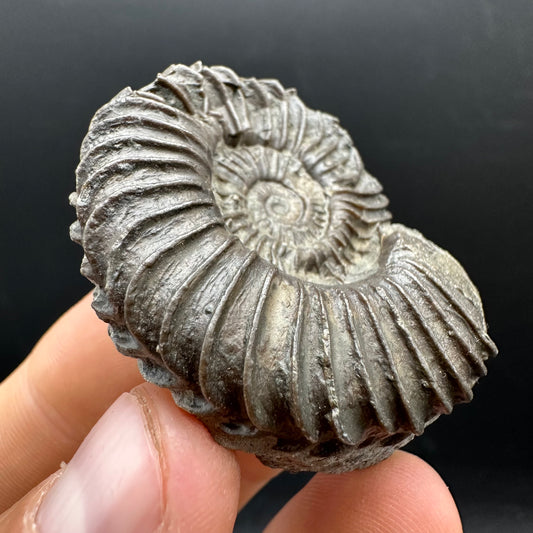 Schlothemia sp. ammonite fossil with box and stand - Whitby, North Yorkshire Jurassic Coast, Yorkshire fossils