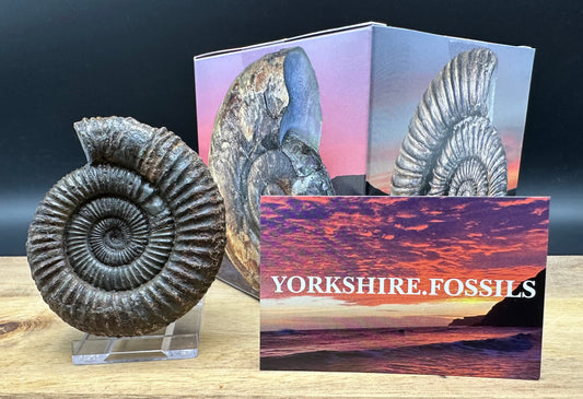 Dactylioceras Ammonite Fossil With box and Stand - Whitby, North Yorkshire Jurassic Coast Yorkshire Fossils