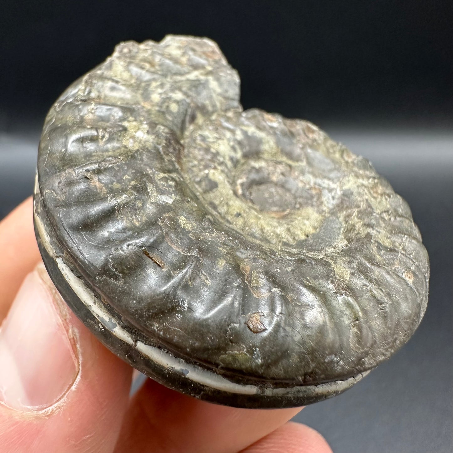 Hildoceras lusitanicum Ammonite fossil with box and stand - Whitby, North Yorkshire, Jurassic Coast, Yorkshire Fossils from the Jurassic Coast