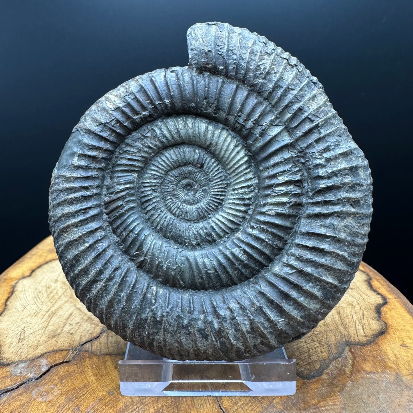 Dactylioceras Ammonite Fossil With box and Stand - Whitby, North Yorkshire Jurassic Coast Yorkshire Fossils