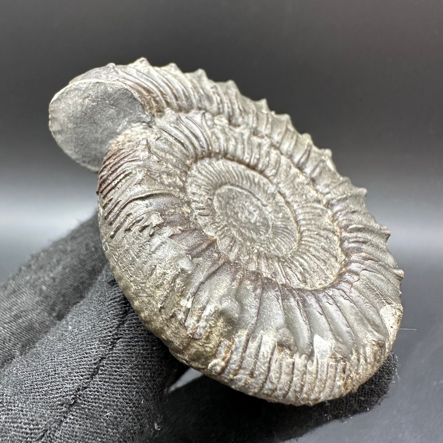 Peronoceras fibulatum Ammonite fossil with box and stand - Whitby, North Yorkshire Jurassic Coast Yorkshire Fossils