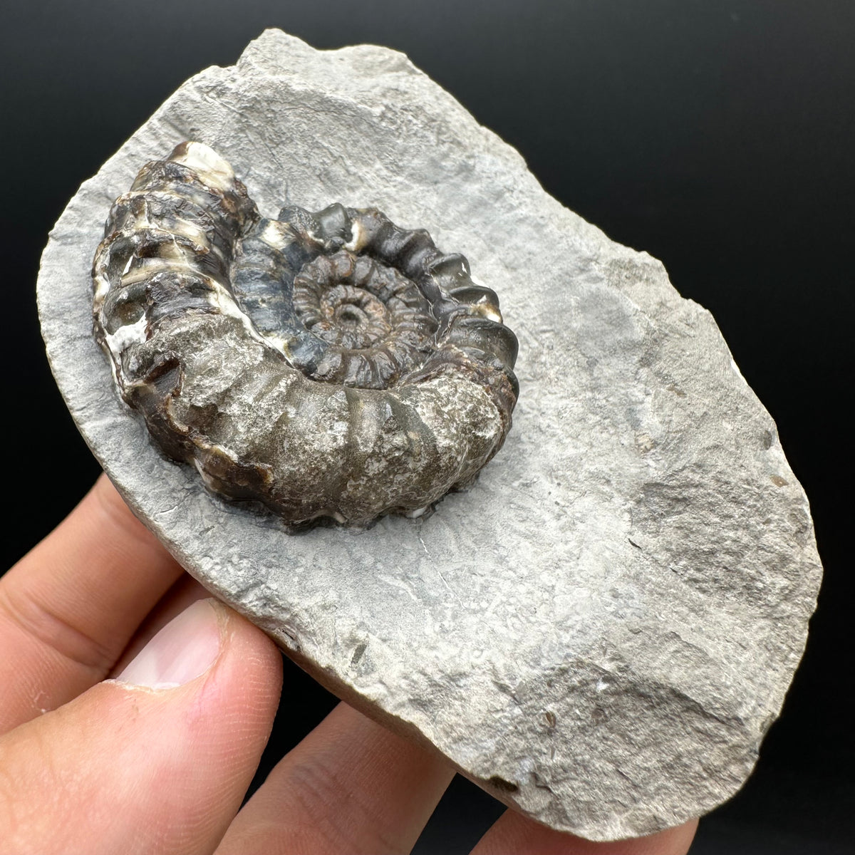 Androgynoceras maculatum ammonite fossil with box and stand - Whitby, North Yorkshire Jurassic Coast Yorkshire Fossils