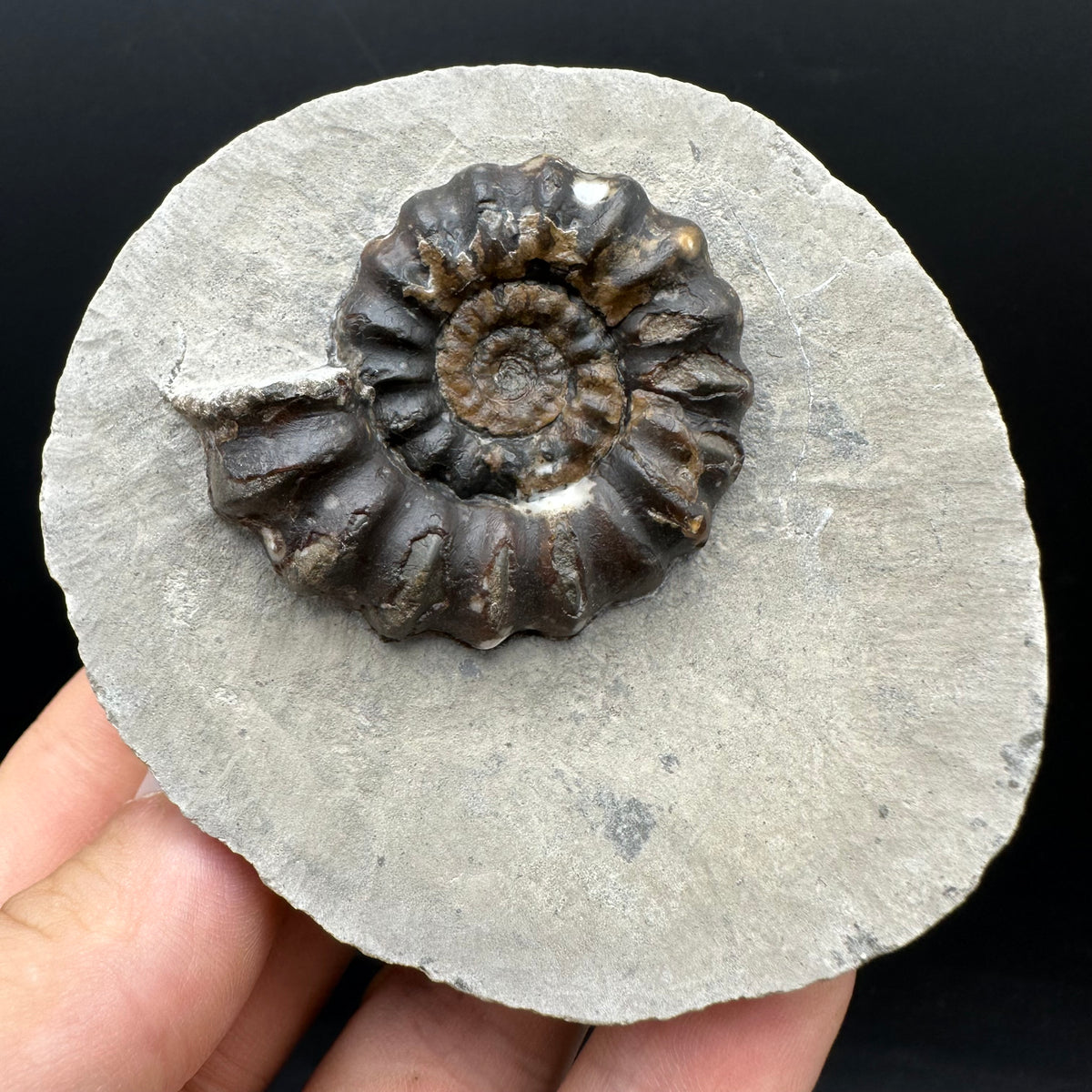 Androgynoceras maculatum ammonite fossil with box and stand - Whitby, North Yorkshire Jurassic Coast Yorkshire Fossils