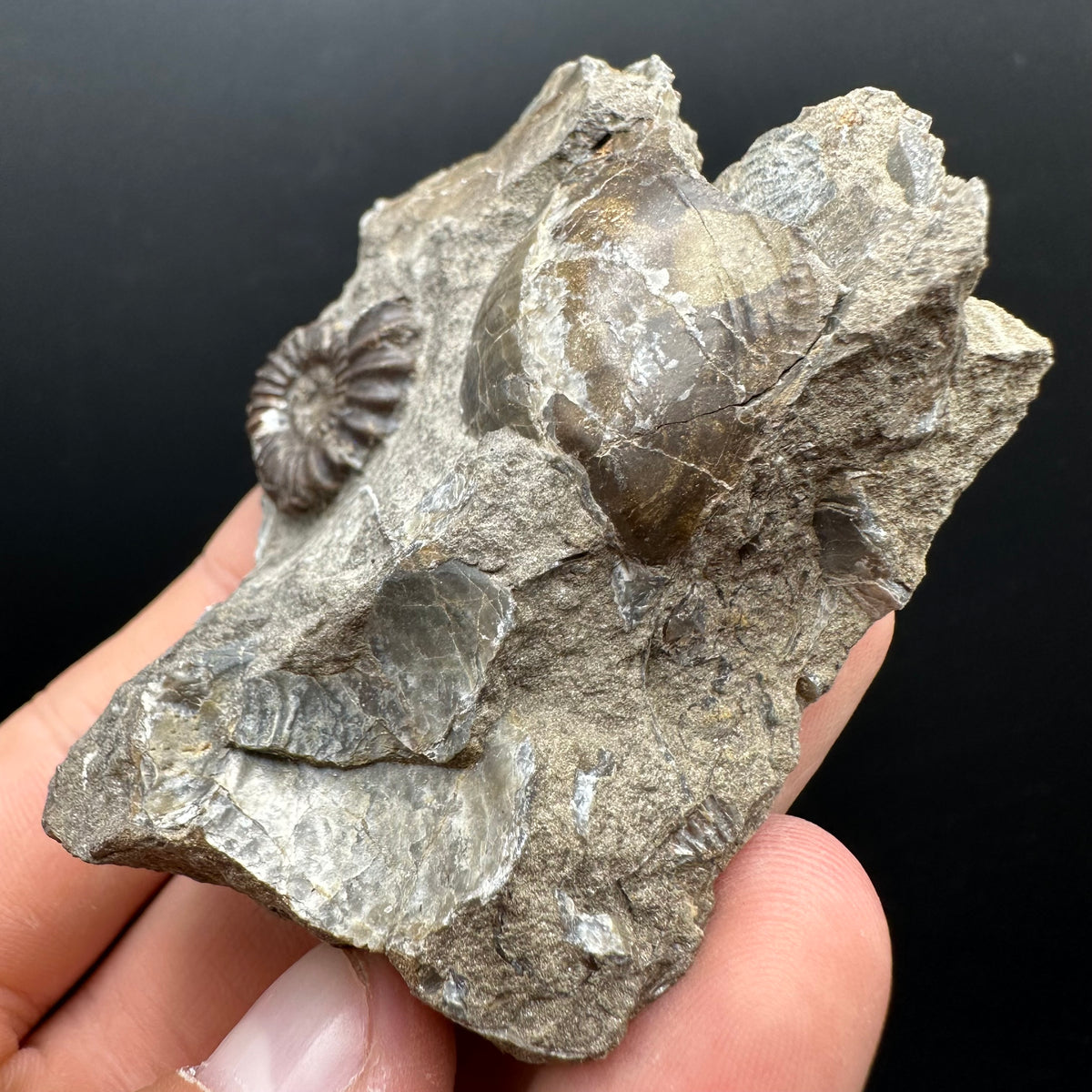 Androgynoceras capricornus Ammonite Fossil With Stand - Whitby, North Yorkshire Jurassic Coast Yorkshire Fossils