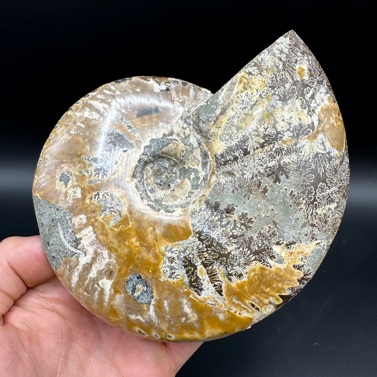 Cleoniceras Ammonite Fossil With Stand - Cretaceous Ammonite Madagascar