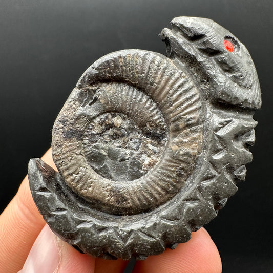 Snakestone Ammonite Fossil With Bag/Box And Stand - Whitby, North Yorkshire Jurassic Coast Yorkshire Fossils