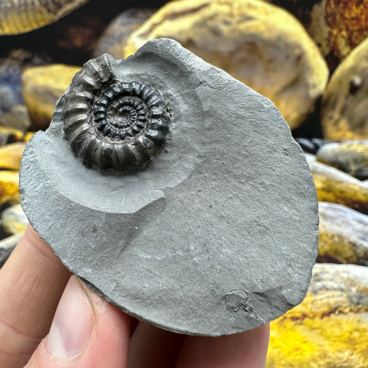 Gagaticeras ammonite fossil - Whitby, North Yorkshire Jurassic Coast Yorkshire Fossils