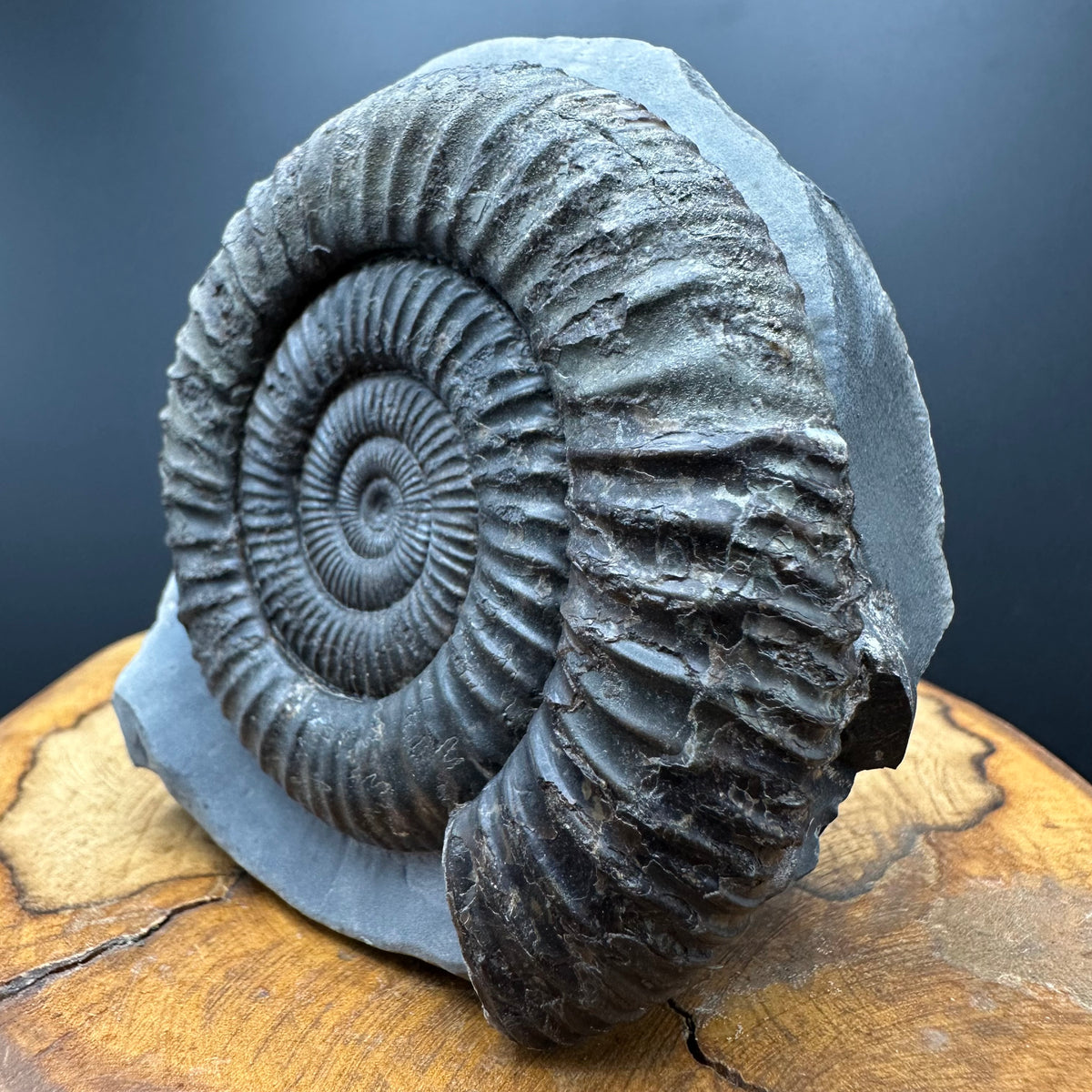 Dactylioceras Ammonite Fossil With box and Stand - Whitby, North Yorkshire Jurassic Coast Yorkshire Fossils