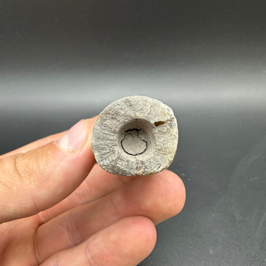 Belemnite (Fossil Squid) shell fossil with box and stand - Whitby, North Yorkshire Jurassic Coast Yorkshire Fossils