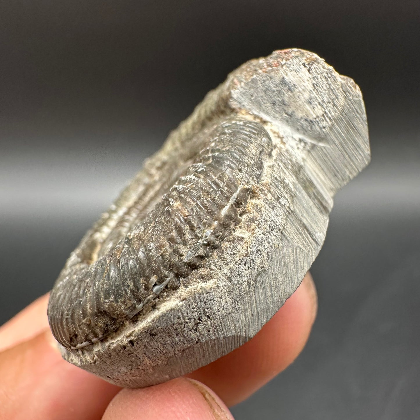 Dactylioceras Ammonite Fossil With Box And Stand - Whitby, North Yorkshire Jurassic Coast Yorkshire Fossils