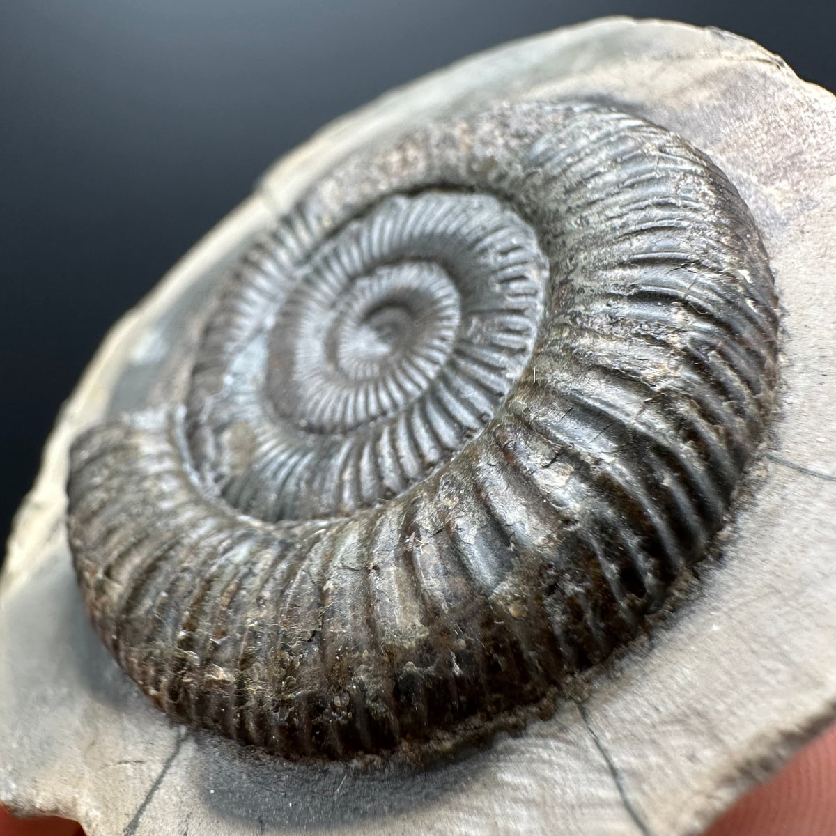 Dactylioceras Ammonite Fossil With box and Stand - Whitby, North Yorkshire Jurassic Coast Yorkshire Fossils