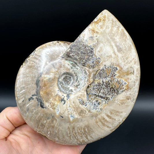 Cleoniceras Ammonite Fossil With Stand - Cretaceous Ammonite Madagascar