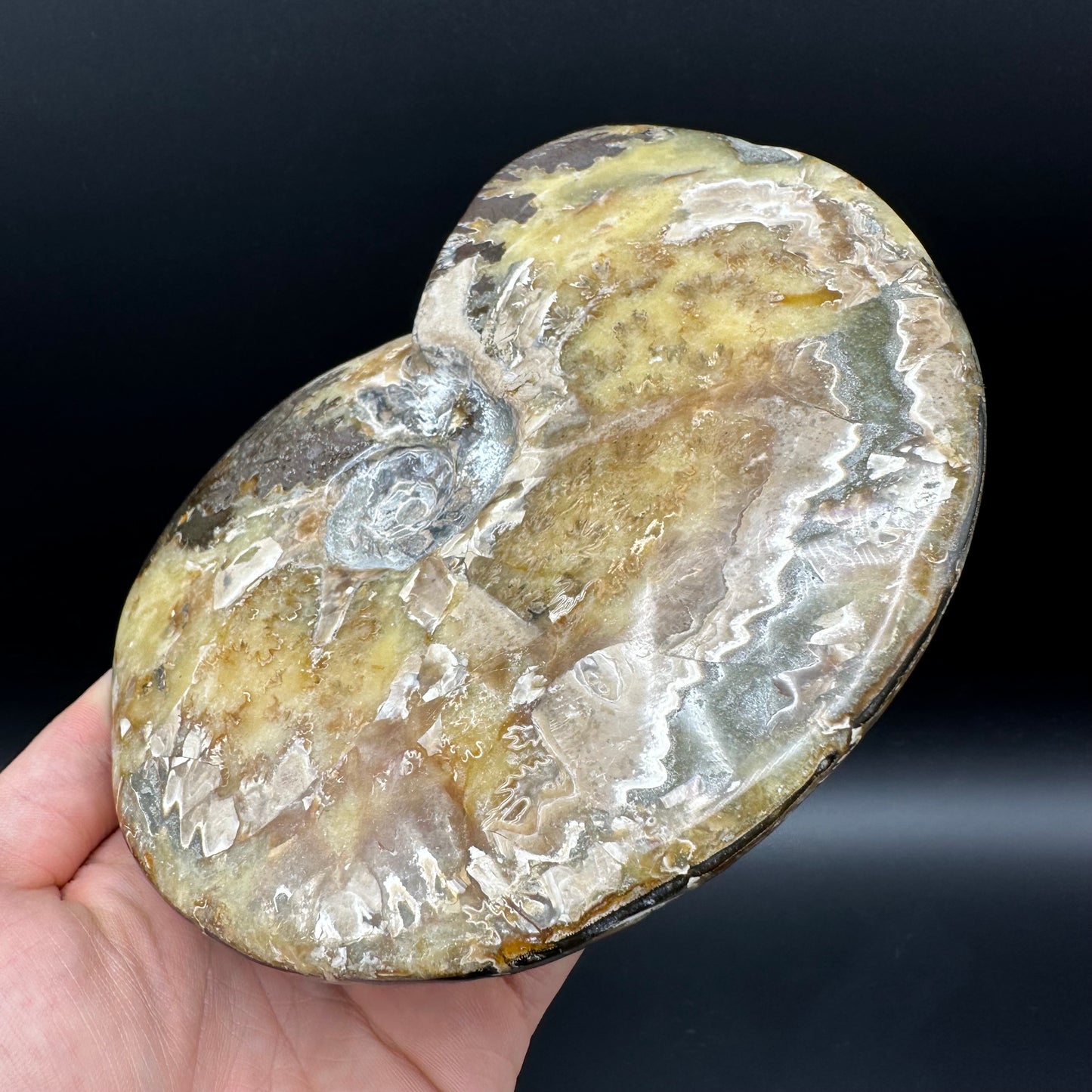 Cleoniceras Ammonite Fossil With Stand - Cretaceous Ammonite Madagascar