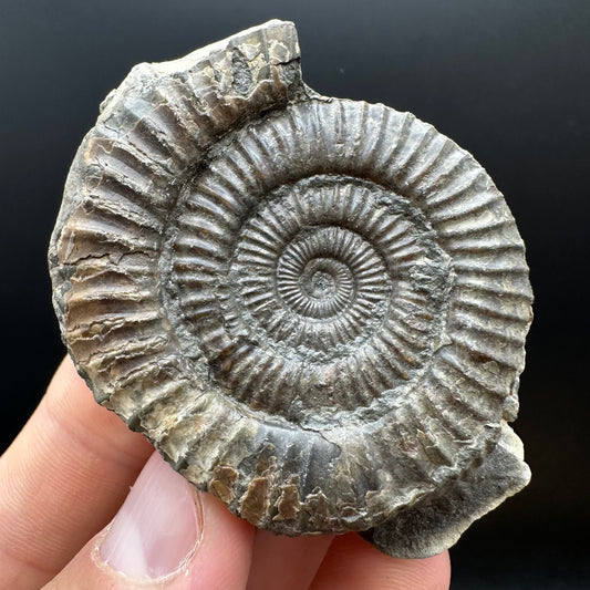 Dactylioceras Ammonite nodule (split pair) Fossil With Box And Stand - Whitby, North Yorkshire Jurassic Coast Yorkshire Fossils
