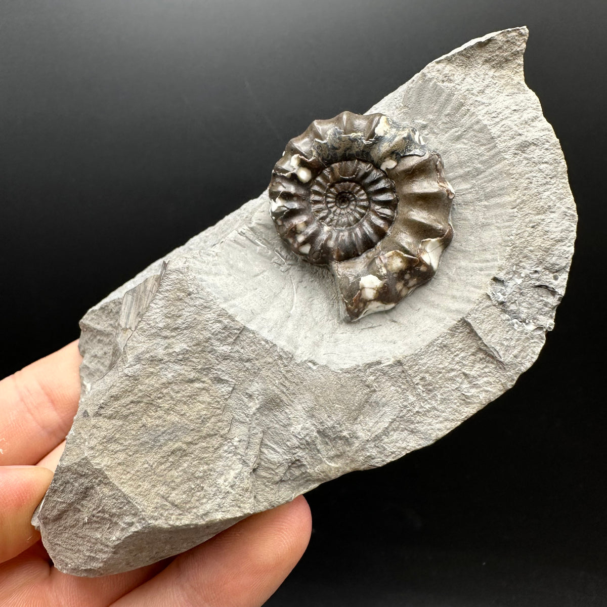 Androgynoceras maculatum ammonite fossil with stand - Whitby, North Yorkshire Jurassic Coast Yorkshire Fossils