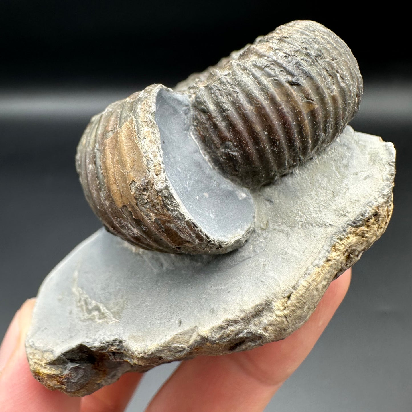 Catacoeloceras Sp. ammonite fossil with box and stand- Whitby, North Yorkshire Jurassic Coast Yorkshire Fossils