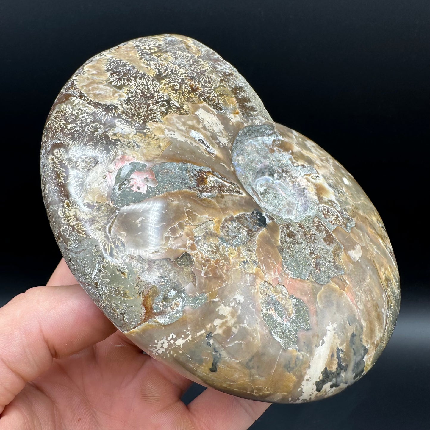 Cleoniceras Ammonite Fossil With Stand - Cretaceous Ammonite Madagascar