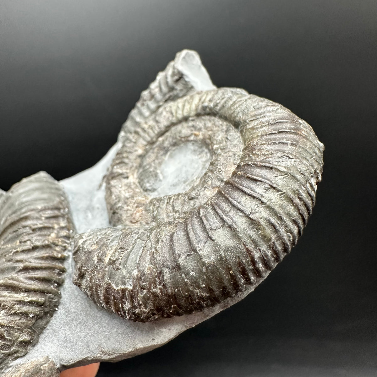 Dactylioceras Ammonite Fossil With Stand - Whitby, North Yorkshire Jurassic Coast Yorkshire Fossils