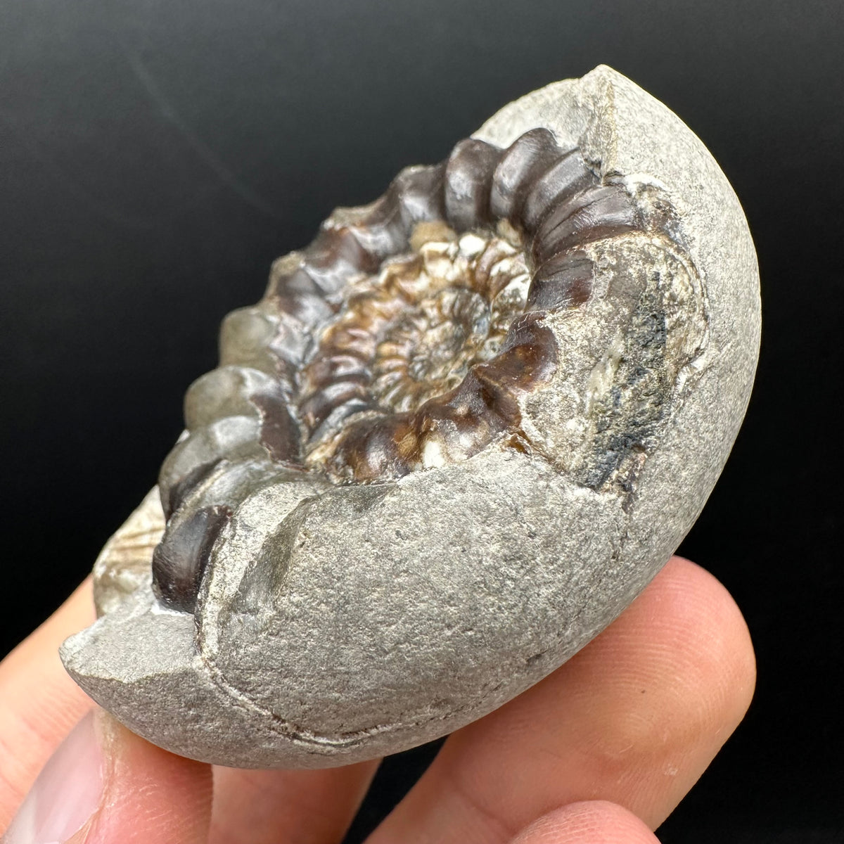 Androgynoceras maculatum ammonite fossil with box and stand - Whitby, North Yorkshire Jurassic Coast Yorkshire Fossils