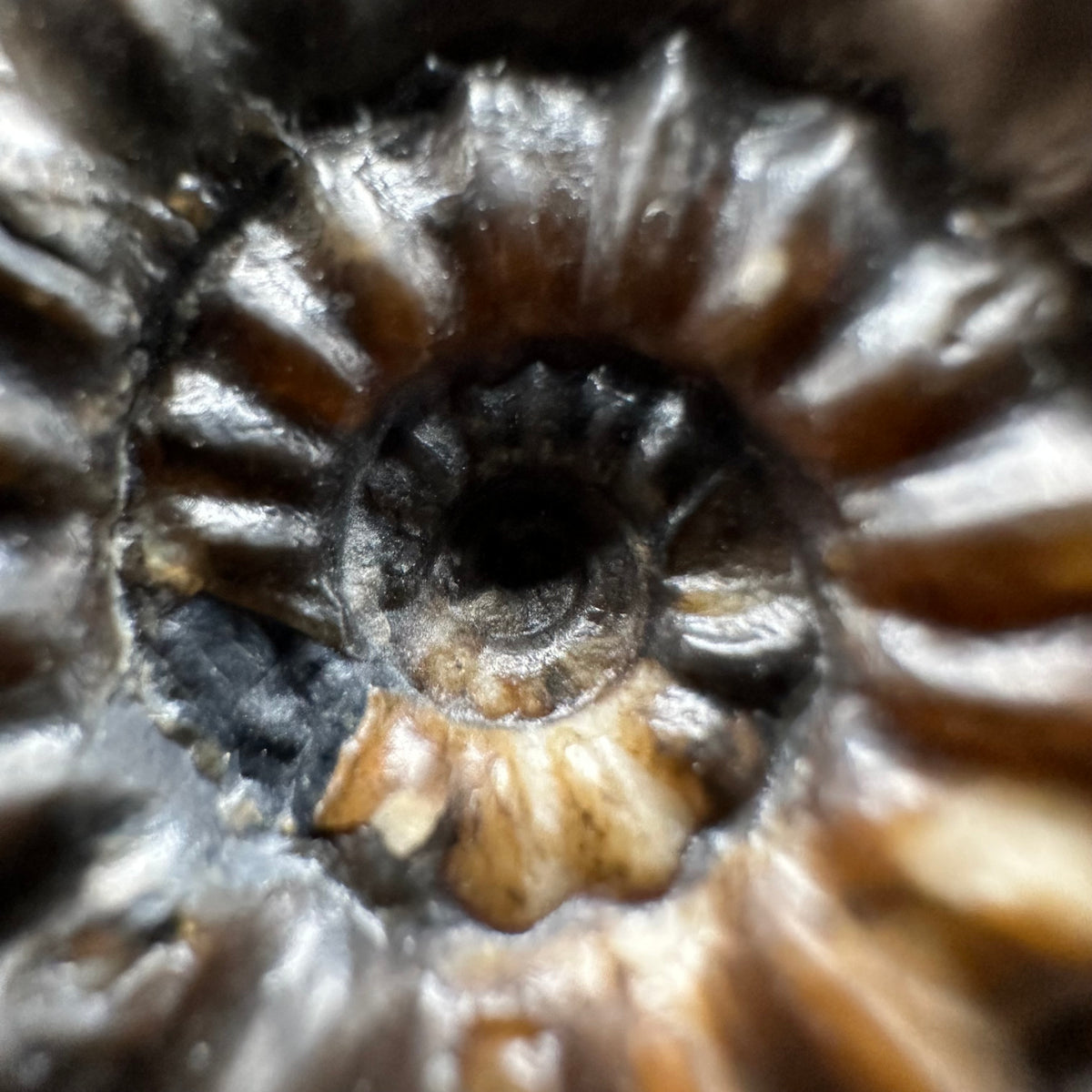 Androgynoceras maculatum ammonite fossil with box and stand - Whitby, North Yorkshire Jurassic Coast Yorkshire Fossils