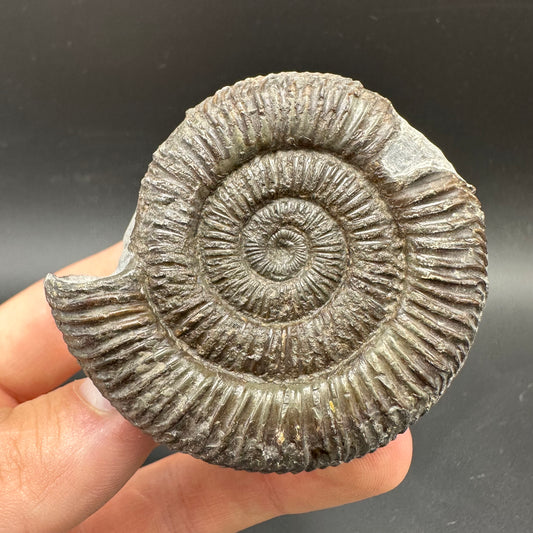 Dactylioceras Ammonite Fossil With box and Stand - Whitby, North Yorkshire Jurassic Coast Yorkshire Fossils