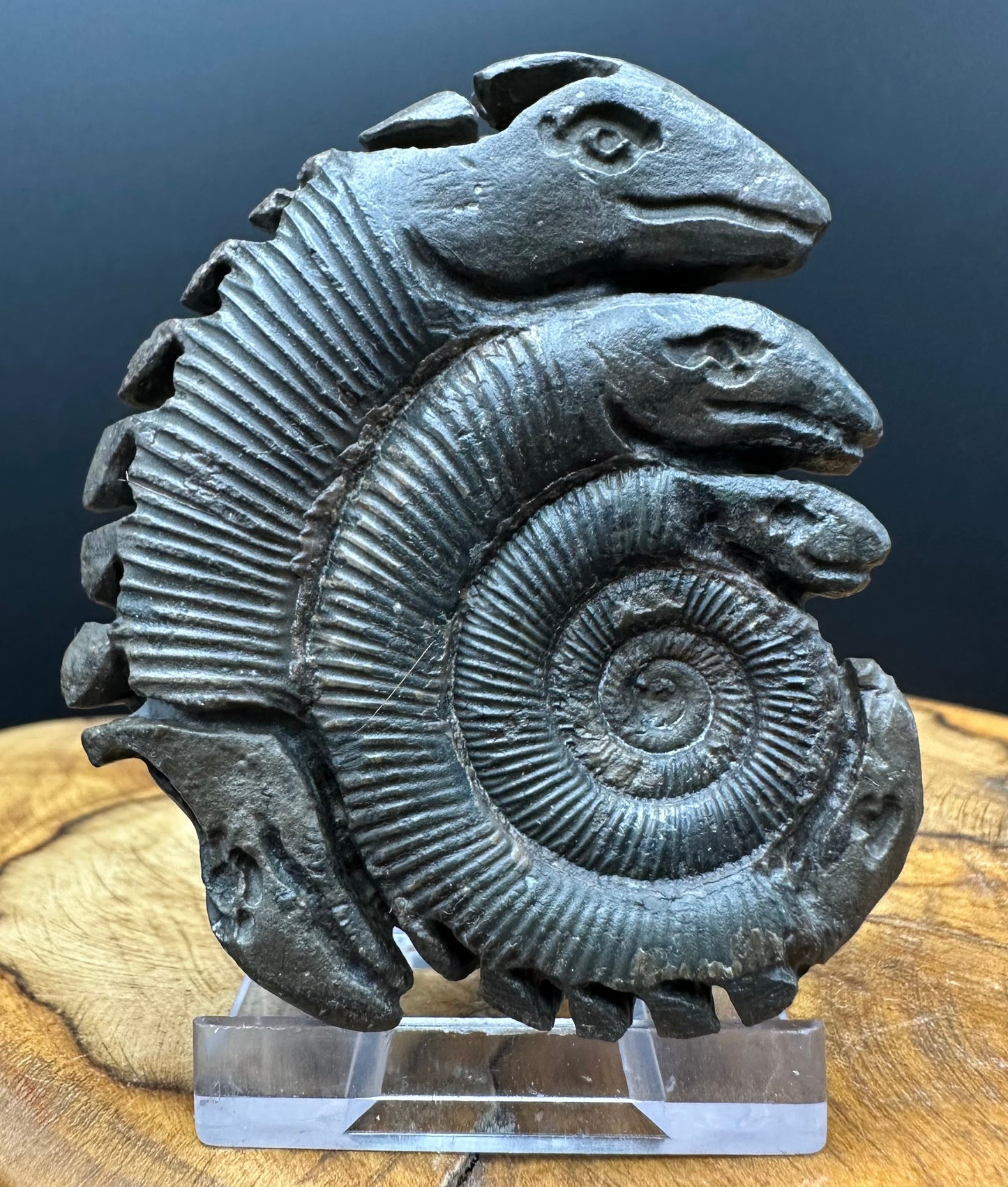 Hydra Snakestone Ammonite Fossil With Bag/Box And Stand - Whitby, North Yorkshire Jurassic Coast Yorkshire Fossils